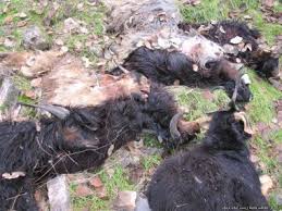 حمله پلنگ به گله گوسفندان در روستای متکازین بهشهر