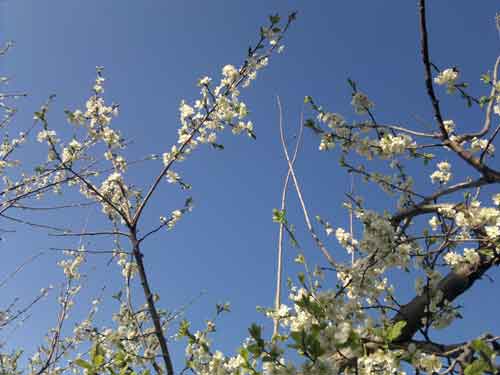 شکوفه های بهاری در متکازین